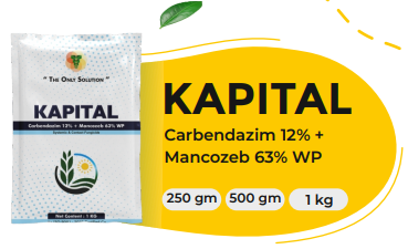 KAPITAL (Carbendazim 12% + Mancozeb 63% WP)